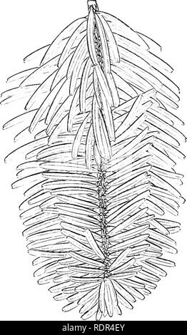 . Ein Handbuch der Coniferae, enthält eine allgemeine Überprüfung der Bestellung; eine Synopse Der winterharte Arten in Großbritannien kultiviert; ihren Platz und den Gartenbau, usw., usw. Mit zahlreichen Holzschnitten und Illustrationen. Nadelbäumen; Evergreens. . Bitte beachten Sie, dass diese Bilder sind von der gescannten Seite Bilder, die digital für die Lesbarkeit verbessert haben mögen - Färbung und Aussehen dieser Abbildungen können nicht perfekt dem Original ähneln. extrahiert. Veitch (James) &Amp; Söhne. Chelsea Stockfoto