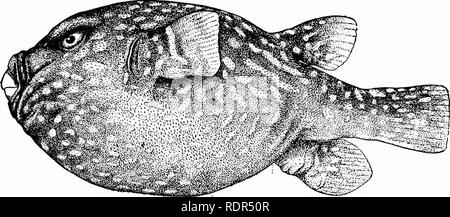 . Fische. Fische. Serie Plectognathi '33 sind alle sehr klein, drei bis sechs Zentimeter in der Länge, und hübsch gefärbt. In Westindien Tropidichthys rostratus gefunden wird. Tropidichthys solandri Überfluss in der Südsee, Matt orange mit blauen Flecken. Tropidichthys rivulatus ist in Japan und einigen anderen Arten sind in Hawaii. gefunden. Abb. 529 - "Bristlj Gloljefish, Tetraodon aetosus Rosa Smith. Clarion Insel, Mex. Andere Arten auftreten, an der Westküste von Mexiko, in Poly-nesia und in Ostindien. Das STACHELSCHWEIN - Fische: diodontidae. - In den übrigen Fami-Lügen der Gymnodontes, gibt es n Stockfoto