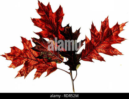 . Das Pflanzen von Bäumen auf Straßen und Autobahnen. Das Pflanzen von Bäumen; Straßen. HARD MAPLE-i-NATU BAL GRÖSSE. Rote eiche rNATURAL Größe. Bitte beachten Sie, dass diese Bilder sind von der gescannten Seite Bilder, die digital für die Lesbarkeit verbessert haben mögen - Färbung und Aussehen dieser Abbildungen können nicht perfekt dem Original ähneln. extrahiert. Fox, William F. (William Freeman), 1840-1909. Albany, J. B. Lyon Unternehmen, Drucker Stockfoto