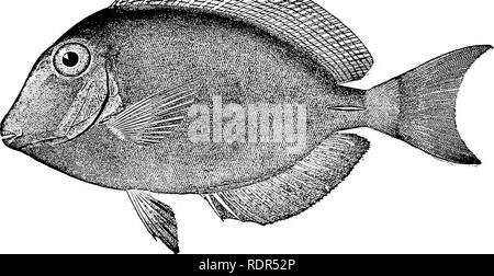 . Fische. Fische. Die Squamipinnes 619 Fische, Lancet - Fisch, Tang, Barbero, etc., und es ist eine sehr effektive Waffe gegen Fisch oder Mensch, nutzen eine dieser Kreaturen durch den Schwanz. Die Arten haben das Zentrum der Verteilung in Ostindien und haben Europa nicht erreicht. Drei Arten sind in den Westindischen Inseln gefunden. Die blue Tang {Teiithis cosruleus) ist vor allem in hellen Blau. Die gemeinsame Tang, Teuthis chirurgiis, ist braun mit bläulichen Streifen, während eine dritte Art, Teuthis bahi - Anus, hat eine gegabelte Schwanzflosse. Ganz in der Nähe diese Art ist Teuthis crestonis, an der Westküste von Mexiko, und Stockfoto