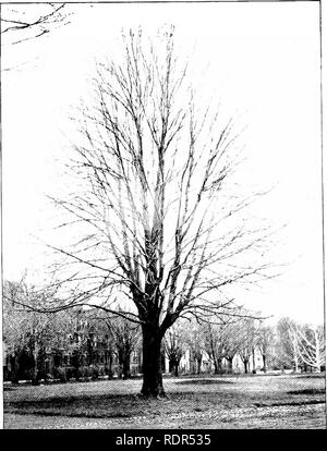 . Das Pflanzen von Bäumen auf Straßen und Autobahnen. Das Pflanzen von Bäumen; Straßen. Spitzahorn. Weiß AHORN. Studien in Baum Gewohnheit.. Bitte beachten Sie, dass diese Bilder sind von der gescannten Seite Bilder, die digital für die Lesbarkeit verbessert haben mögen - Färbung und Aussehen dieser Abbildungen können nicht perfekt dem Original ähneln. extrahiert. Fox, William F. (William Freeman), 1840-1909. Albany, J. B. Lyon Unternehmen, Drucker Stockfoto