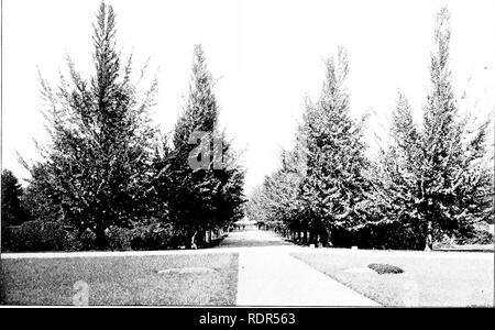 . Das Pflanzen von Bäumen auf Straßen und Autobahnen. Das Pflanzen von Bäumen; Straßen. A. G. VARELA, Foto. GINKGOS. - Allee, DIE ZUM MINISTERIUM FÜR LANDWIRTSCHAFT, Washington, DC. Bitte beachten Sie, dass diese Bilder sind von der gescannten Seite Bilder, die digital für die Lesbarkeit verbessert haben mögen - Färbung und Aussehen dieser Abbildungen können nicht perfekt dem Original ähneln. extrahiert. Fox, William F. (William Freeman), 1840-1909. Albany, J. B. Lyon Unternehmen, Drucker Stockfoto