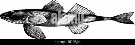 . Fische. Fische. Abb. 410,- Sauger, SHzostedion canadense (Smith). Ecorse, 23.38.39 Nördlichen Flüsse, Stizostedion canadense. Dieser Fisch selten über 15 cm in der Länge, und als Lebensmittel - Fisch Es ist von entsprechen zunehmend weniger Bedeutung. Der Hecht oder Zander, von Mitteleuropa, Centropomtis (oder Sandrus) lucioperca, ist ein ausgezeichnetes Spiel - Fisch, ähnlich. Fia. 411.- Die Aspron, Aspro asper fLinn. X' in den USA). Rhone. Familie Percidce. (Nach Seelye.) der Sauger, aber größere, technisch durch die bauchflossen näher charakterisiert. Eine weitere Spezies, Centropomus vol- gensis, in Russland, in Lo Stockfoto