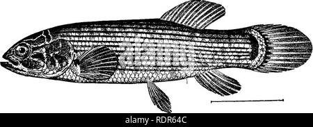 . Die Fische von North Carolina. Fische. Systematischer KATALOG DER FISCHE. 141 Ich. Seitlichen Rand des Oberkiefers, geformt durch die; maxillaries protractile premaxillaries nicht. a. Größe sehr klein; Kiefer, Zähne villiform und gleicher Größe Umbrid ^. aa. Größe große; Kiefer hergestellt und abgeflacht, Zähne cardiform und der ungleichen Größe. EsOCIDjB. ii. seitlichen Rand des oberen j aw Vom premaxillaries, die mehr oder weniger protractile sind. h gebildet. Vent platziert; sehr gut rückwärts premaxillaries protractile PcEciLiiD. ffl:. Hb. Vent platziert in der Nähe der Kehle; premaxillaries sUghtly protractile Amblyopsid. e. Stockfoto