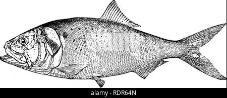 . Die Fische von North Carolina. Fische. Systematische Katalog OP PISHES. 131 aller Ozean fischen. Die Palette reicht von Maine und Nova Scotia nach Florida, und von dort über den Westindischen Inseln nach Brasilien. Die Schulen beginnen auf unserer Küste vom Meer im Frühjahr zu gelangen, und fahren Sie den ganzen Sommer über Erscheinen, Abfahrt in Fallen, obwohl im äußersten Süden gibt es einige Fische das ganze Jahr über anwesend sein kann. An der Küste North Carolinas kleine oder große Schulen von Februar bis Dezember gefunden werden kann, aber die Bewegungen sind unregelmäßig und nicht von den Fischern verstanden. Die normalgroße menhaden ist der 1. Stockfoto