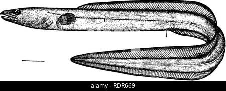 . Die Fische von North Carolina. Fische. Systematischer KATALOG DER FISCHE. Kranke Nasenloch in der Nähe von Marge von Auge, und gut entwickelte Brustflossen. Die bekanntesten Gattung, und die Einzige, die auf die vereinigten Coast Staaten vertreten, ist die folgende. Gattung LEPTOCEPHALUS Scopoli. Conger Aal. Meer Aale, ähnlich Anguilla und nicht immer getrennt durch die Fischer, sondern erreichen eine viel größere Größe und leicht durch die Abwesenheit von Skalen unterscheiden, etc. ein Zeichen, in dem diese Gattung von den anderen amerikanischen Gattungen der Familie unterscheidet (Congermursena und Uroconger) ist die Herkunft der Rückenflosse posteri Stockfoto