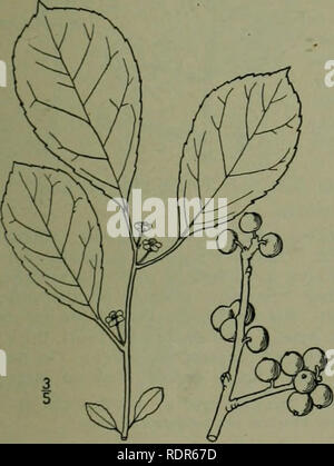 . Eine Illustrierte Flora von der nördlichen USA, Kanada und die britischen Besitzungen: von Neufundland zu den Parallelen der südlichen Grenze von Virginia und vom Atlantik westwärts nach dem 102 Meridian. Botanik. HOLLY ICH AMILIE. 489 8. Ilex verticillata (L.) A. Grau. - Vir ginia W' interberry. Erle. Fieber - Bush. Abb. 2793. 13 - Berol. 394 - 1809. Ilex verticillala A. Grau, Man. Ed. 2, 264. 1856. Ein Strauch, 6°-25° hoch. Zweige Braun, kahl oder leicht behaart; Blätter oval, verkehrt eiförmig oder länglich-Lanzettlichen, 2-3" lang, über 1' breit, akute oder zugespitzt auf der Ape. x, akute oder obtus Stockfoto