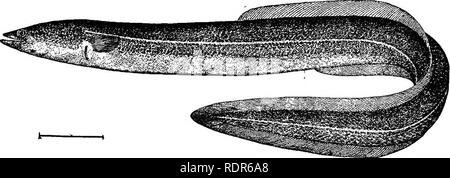 . Die Fische von North Carolina. Fische. Systematischer KATALOG DER FISCHE. 109 bei über 10 Millionen. Die weiblichen Aal ist größer als die Männchen, letztere wahrscheinlich selten mehr als 2 Fuß in der Länge. Die Eierstöcke, zwei an der Zahl, sind eine hellgelbe Farbe und entlang der Wirbelsäule, die gesamte Länge der Bauchhöhle verlängern; Sie sind etwa einen Zentimeter breit und werden in zahlreichen Querfalten geworfen. Die beiden männlichen Organe sind ähnlich, haben aber eine andere Form und Aussehen; jedes besteht aus etwa 50 Läppchen in longitu-dinal Zeilen, mit einem glitzernden weißen Aussehen. Th Stockfoto