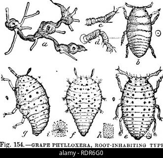 . Schädigende Insekten auf den Hof und Garten. Mit einem Kapitel auf nützliche Insekten. Insekten. 252 SCHÄDIGENDEN ICH 1 TSECT 3 gesehen, und es gibt allen Grund zu glauben, dass Er hat keine Existenz. Auch die weiblichen jemals erwerben Wings. Es ist aber eine vorübergehende Sommer Zustand, nicht von wesentlicher Bedeutung für die Aufrechterhaltung der Arten und ist, verglichen mit den anderen Typ, aber unbedeutenden Schaden. Wie bereits angedeutet, die herbstliche Personen der Gal-licola hinunter zu den Wurzeln, und es in den Ruhezustand. Es gibt allen Grund zu glauben, dass überall in der Summe -. GRiPE PHTLLOXERA, KUT - INHABITINQ TYP. Ein, Wurzeln von C Stockfoto