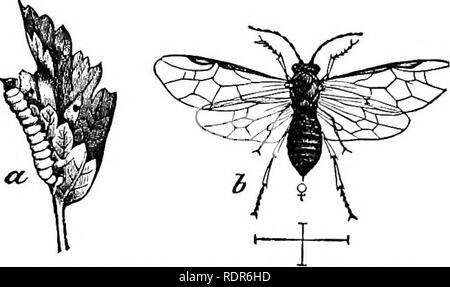 . Schädigende Insekten auf den Hof und Garten. Mit einem Kapitel auf nützliche Insekten. Insekten. Der FARM UND GARDES". 205 würde verschmutzt werden, und deswegen abgelehnt werden. Die Verwendung von Weißen Germer ist so einfach und so effektiv, dass keine der anderen Anwendungen, recom wurden ausgebessert müssen beachtet werden. Natürliche Feinde. - wird es in der Sechsten Missouri Bericht, eine sehr vollständige Berücksichtigung dieser Säge - fliegen, in der es heißt, dass es von mehreren Insekten Feinde, von denen angegriffen wird, sind die Placid Soldat Bug, und es gibt mindestens zwei Ichneumon Fliegen, die sie befallen. Die nativen CUERAJSTT W Stockfoto