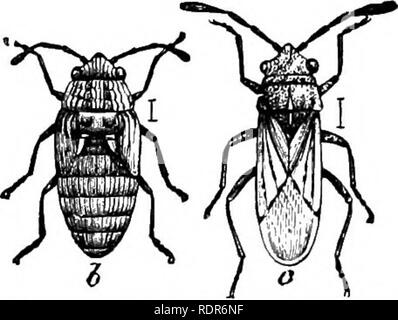 . Schädigende Insekten auf den Hof und Garten. Mit einem Kapitel auf nützliche Insekten. Insekten. ii 8 INJUillOUS Insekten ily (Cruciferw), auch die Rebe und Erdbeerpflanzen, auf die es besonders schädlich ist. Das Insekt ist. Bitte beachten Sie, dass diese Bilder sind von der gescannten Seite Bilder, die digital für die Lesbarkeit verbessert haben mögen - Färbung und Aussehen dieser Abbildungen können nicht perfekt dem Original ähneln. extrahiert. Behandeln, Maria, b. 1835. New York, Orange Judd Stockfoto