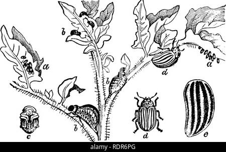 . Schädigende Insekten auf den Hof und Garten. Mit einem Kapitel auf nützliche Insekten. Insekten. Der Hof und Garten. 97 oder ungünstig. Wenn voll gewachsen, die Larven die hinunter zum Boden und unter Laub oder Müll, oder Graben in den Boden, wo sie zehn Tage lang bleiben, dann weiter in die perfekte oder geflügelte Form zu kommen. Zwei bis vier Generationen sind während der Saison perfektioniert, nach dem Ort und der Länge der Jahreszeit, die letzte Brut absteigend in den Boden in die perfekte oder Käfer Zustand, und die übrigen in einem schlafenden Zustand überwintern, - wieder, sobald der Boden hat sufiBc werden Stockfoto