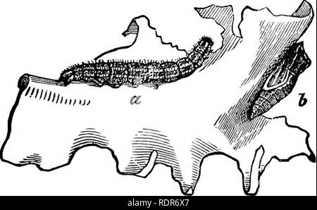 . Schädigende Insekten auf den Hof und Garten. Mit einem Kapitel auf nützliche Insekten. Insekten. Der FARM UND GARDEK. ^ 'J' Musselin oder Moskitonetz, sind alle, die notwendig sind, um diese sinnvoll umzusetzen. Die Kohlmeise ist, sagte, daß die Larven zu essen, und sollten daher geschützt und gefördert werden. [Die Beschreibungen dieser und der vorhergehenden Arten sind Kurzfassung eines Artikels von Chas. S. Minot in "Ameri-can Entomologe."] Die SOTTTHERN CABBAGE BUTTERFLY. {Pieris Protodice, Boisd.) Diese Arten, obwohl in den nördlichen Staaten knapp, ist reich an viele der südlichen Staaten, wo Stockfoto