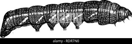 . Eine Abhandlung über einige der Insekten, die Vegetation. Schadinsekten. GEAPE - REBEN SPHINGES. 325, zu der ich den Namen Philarnpelus, * aus dem Umstand, dass die Larven oder Raupen auf die Traube live - Reben gegeben haben. Wenn junge Sie haben eine lange und schlanke Rute über dem Rücken wie von einem Hund recurved; aber dieses, nach ein oder zwei Veränderungen der Haut, verschwindet, und nichts bleibt, aber eine glatte, Auge - wie, angesprochenen Punkt auf der Oberseite des letzten Segments des Körpers. Einige dieser Raupen sind hellgrün und andere sind braun, und die Seiten ihres Körpers werden durch sechs Cr verziert Stockfoto