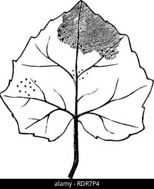 . Bakterien in Bezug auf Pflanzenkrankheiten. Bakteriologie; Pflanzenkrankheiten. WII^T von KÜRBISGEWÄCHSEN. 261 Mengen wurden in den drei Werken gestochen. Die Gurke - Obst war noch grün und hart und etwas geschrumpft in den oberen zwei Dritteln und gummiartige Tropfen verströmt hatte und getrocknet. Das Fleisch, ausser in der Mitte, wo die Samen waren, hatten, in den meisten Orten, ein sehr entschieden, Wasser - Aussehen getränkt, aber es war kein Soft-rot. Die Impfungen wurden wie folgt: Die frisch geschnittenen Oberflächen Der gummibären Frucht wurden vorsichtig nach unten auf dem Blatt von gegenüberliegenden Seiten mehrmals und dann in jedem gedrückt Ca Stockfoto