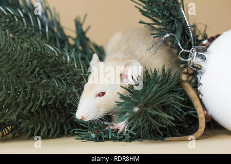 Die Ratte ist ein Symbol für das neue Jahr 2020. Dekorative Ratte Rasse Husky sitzt auf den Ästen eines künstlichen Weihnachtsbaum Stockfoto