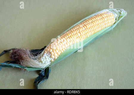 Reife Maiskolben auf grün Tischdecke Draufsicht closeup Stockfoto