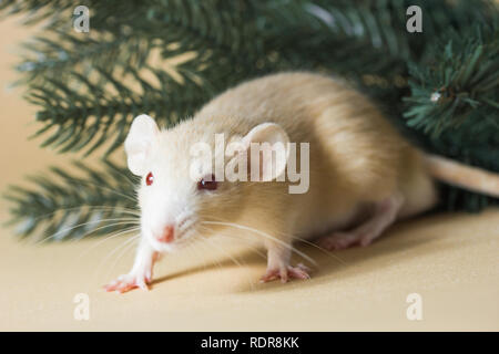 Die Ratte ist ein Symbol für das neue Jahr 2020. Dekorative Ratte Rasse Husky sitzt auf den Ästen eines künstlichen Weihnachtsbaum Stockfoto