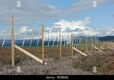 New deer Zaun errichtet neu einheimische Bäume auf Moorland im Cairngorms Nationalpark in der Nähe von Boat von Garten gepflanzt zu schützen. Stockfoto