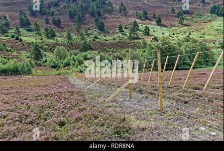 New deer Zaun errichtet neu einheimische Bäume auf Moorland im Cairngorms Nationalpark in der Nähe von Boat von Garten gepflanzt zu schützen. Stockfoto