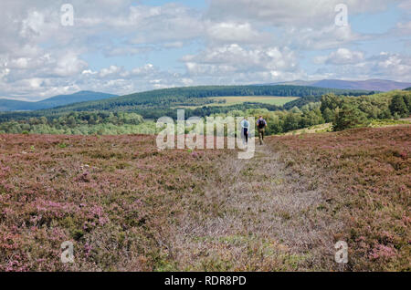 Zwei Männer gehen über Heather Moor im Cairngorms National Park in der Nähe von Boat von Garten, Schottland, Großbritannien Stockfoto