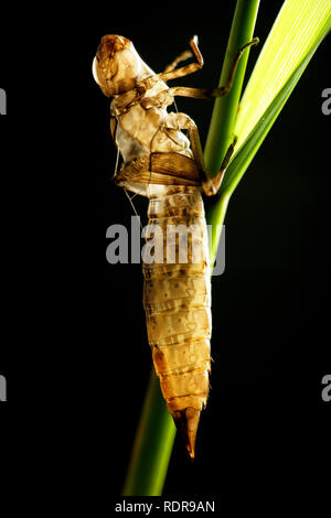 Die leeren exuvia; oder Haut; hinter sich gelassen, nachdem ein Erwachsener Libelle von ihm nach seiner Nymphe Bühne entstanden ist. Studio Bild auf schwarzem Hintergrund N Stockfoto