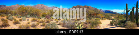 Sabino Canyon in Tucson, Arizona Stockfoto