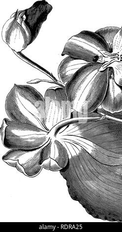 . Die Orchidee - Handbuch des Erzeugers, mit Beschreibungen der besten Arten und Sorten von knabenkrautgewächse in Anbau... Orchideen. . Bitte beachten Sie, dass diese Bilder sind von der gescannten Seite Bilder, die digital für die Lesbarkeit verbessert haben mögen - Färbung und Aussehen dieser Abbildungen können nicht perfekt dem Original ähneln. extrahiert. Williams, Benjamin Samuel, 1822-1890; Williams, Henry. London, Victoria und Paradies Baumschulen Stockfoto