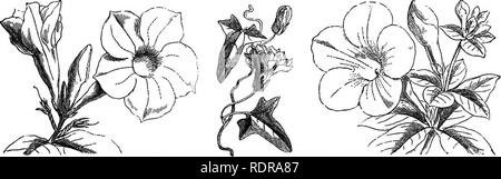 . Mein Garten, seinen Plan und Kultur zusammen mit einer allgemeinen Beschreibung der Geologie, Botanik und Naturgeschichte. Im Garten arbeiten. Abb. 607.- Dipladema Amabilis. Abb. 607 ffl. - Calystegia pubescens. Abb. 608 - Allamanda Hendersonii. Andere Arten, die ich erwähnt habe, die nie zu blühen - zeigt. Aber die Mode der Zeit und der Blume-Shows haben für viel der Verschlechterung der Gärten zu beantworten. CHmbing Rosen darf nicht von unserer Liste der Kletterpflanzen weggelassen werden, da sie sehr nützlich sind, tote Bäume zu decken. Eine sehr schöne Anlage für niedrige Gitter - Arbeit ist in der Calystegia pubescens gefunden werden Stockfoto