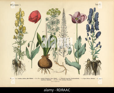Wildblumen, giftigen und giftigen Pflanzen, viktorianischen botanischen Abbildung Stockfoto