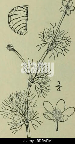 . Eine Illustrierte Flora von der nördlichen USA, Kanada und die britischen Besitzungen: von Neufundland zu den Parallelen der südlichen Grenze von Virginia und vom Atlantik westwärts nach dem 102 Meridian. Botanik. 3. Batrachium hederaceum (L.) S. F. Grau. Ivy-leaved Crowfoot. Abb. 1929. Ranunculus hederaceus L. Sp. PI. 556. 175 J. Batrachium hederaceum S. F. Grau, Nat. Arr. Brit. PI. Semi-aquatischen, umfangreich verwurzelt an den Gelenken, Verzweigung, völlig kahl. Blätter schweben, oder Verbreitung auf dem Schlamm, Halbrund, reniform oder breit eiförmig in Grenzen, 3-5-Gelappt, z"-^&quo Stockfoto