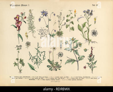 Wildflower und medizinische Kräuter Pflanzen, viktorianischen botanischen Abbildung Stockfoto