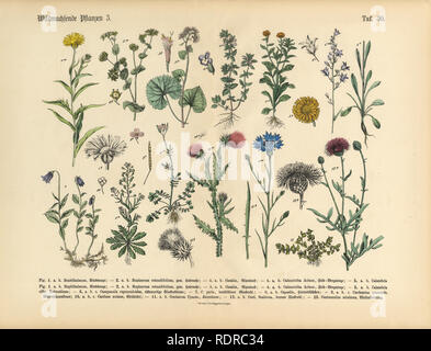 Wildflower und medizinische Kräuter Pflanzen, viktorianischen botanischen Abbildung Stockfoto