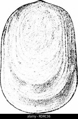 . Mollusca... Muscheln. 470 ARIOXIDTli. 463. Anadenus altivagus, Theoliald. Limax ultieayus, TJieobakl,.1. A. S, 1!. Xxi,] 8 (i 2, S. 489. Anadenus altivagus, Theobald, Cat. Und ijiind Freshw. Schalen Brit. Indien, 1876, Addenda, s. i; Nevill, Liste, i, 1878, s. (i 5; Theobald,.1. A. S. W. 1, 1881, S. 47; (iodwin - Ansten, JIoll. Indien, i, 188 L', S. 49, Pi. 6, Ho-. 1 (Tier), Feigen. -2-1 (Anatomie), Pi. 7, Abb. 1 (Shell), Feigen. 5, 6 (Anatomie); Tryon, Mann. Oonch. ser. 2, i, 1885, S. 249, Pi. 59, Abb. Ol' (Tier); "Pilsbiy. Ich' Roc. 3 Ialao. Soc. London, iii, 1898, s. 9 ^ & gt;, Pi. 7, Abb. 1; J, Stockfoto