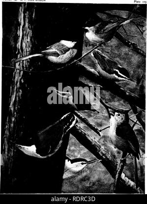 . Vögel von New York. Vögel. Vögel von TSTEW YORK Abhandlung 12. N.Y., Museu. ARCADIAN CHICKADEE CHICKADEE Penthesiea kudsonicus littoralis (H. Bryant) Penthestes atricapiUus atricapillus (Linnaeus) RED-BREASTED KLEIBER Sitta cavadensis Linnaeus WEIBLICHEN WHITE-BREASTED KLEIBER Sitta carolinensis rarolinensis Latham männlich weiblich Alle 5 Nat. Größe MÄNNLICHEN GETUFTETE MEISE Baeolo-phus HcoIot (Linnaeus). Bitte beachten Sie, dass diese Bilder aus gescannten Seite Bilder, die digital für die Lesbarkeit verbessert haben mögen - Färbung und Aussehen dieser Abbildungen können nicht Perfekt th ähneln extrahiert werden Stockfoto