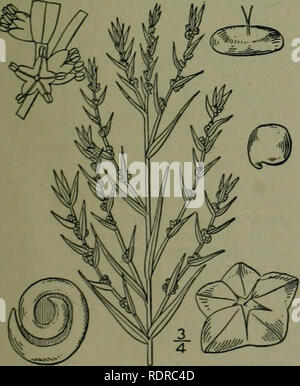 . Eine Illustrierte Flora von der nördlichen USA, Kanada und die britischen Besitzungen: von Neufundland zu den Parallelen der südlichen Grenze von Virginia und vom Atlantik westwärts nach dem 102 Meridian. Botanik. 13. DONDIA Adans. Fam. PI. 2: 261. 1763. [Sl-. eda Forsk. Fl. AEg. Arab. 69. pi. iSb. 1775.] fleischigen Jährliche oder mehrjährige Kräuter, oder niedrige Sträucher, mit alternativen schmal linearen Dick oder nahezu gesamten sessile terete Blätter, und Perfekt oder polygame bracteolate Blumen, einsame oder Cluster in den oberen Blattachseln. Kelch 5-parted oder 5-Spalt, die Segmente manchmal Gekielt oder Ev Stockfoto
