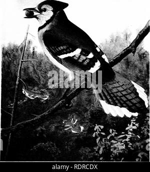 . Vögel von New York. Vögel. 111 li I) S O F IV E AV V O R K Abhandlung 12. N.Y. State Museum Platte 70. BLUE JAY Cyanociila crisiala cristala (Linnaeus) 3 Nat. Größe. Bitte beachten Sie, dass diese Bilder sind von der gescannten Seite Bilder, die digital für die Lesbarkeit verbessert haben mögen - Färbung und Aussehen dieser Abbildungen können nicht perfekt dem Original ähneln. extrahiert. Eaton, Elon Howard, 1866-1934; Noyes, Nicholas H. FMO. Albany, Universität des Bundesstaates New York Stockfoto