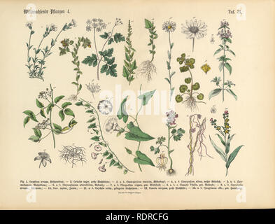 Wildflower und medizinische Kräuter Pflanzen, viktorianischen botanischen Abbildung Stockfoto