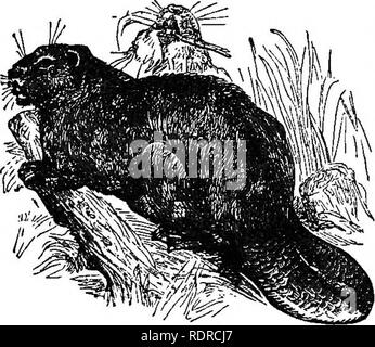 . Natural History. Für die Nutzung der Schulen und der Familien. Zoologie. Abb. 56. - Ägyptische Jerboa. Land in der Zeit der Revolution in der fremde Schiffe. 119. Die Jerboas sind einzigartige Tiere, die aber - rant Gattung dieser Familie. Sie haben lange Schwänze mit Getuftete endet, und die langen Hinterbeine, die en-Lage, Sie enorme Sprünge zu machen. Die ägyptische Jerboa, Abb. 66, ist etwa so groß wie eine große Ratte. YTmrOi der Bea-ver-Familie, die Kom-mon-Biber, Abb. 57, so bekannt in Can-ada und den nördlichen Teil der Vereinigten Staaten, ist die einzige Art. Es ist distin- kungen Irom alle anderen Nager b Stockfoto