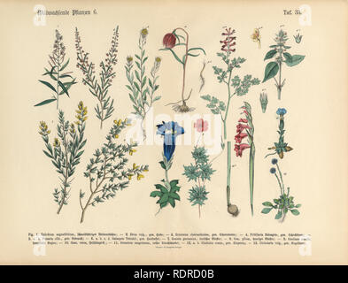 Wildflower und medizinische Kräuter Pflanzen, viktorianischen botanischen Abbildung Stockfoto