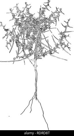 . Studien über die Vegetation der Transkaspischen Tiefland. Botanik. Abb. 75. Agriophyllum latifolium. In einem Querschnitt von Stammzellen. In Schwarz, leptome Kreuz Bast-liatclied. (X53). Abb. 76. Salsola sogdiana Obst. Juni.. Bitte beachten Sie, dass diese Bilder sind von der gescannten Seite Bilder, die digital für die Lesbarkeit verbessert haben mögen - Färbung und Aussehen dieser Abbildungen können nicht perfekt dem Original ähneln. extrahiert. Paulsen, Ove, 1874-1947; Zweite dänische Pamir Expedition. Kopenhagen, gyldendalske Boghandel Stockfoto