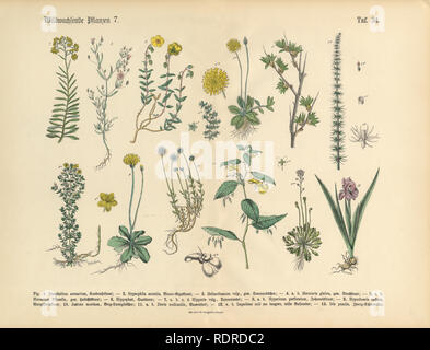 Wildflower und medizinische Kräuter Pflanzen, viktorianischen botanischen Abbildung Stockfoto