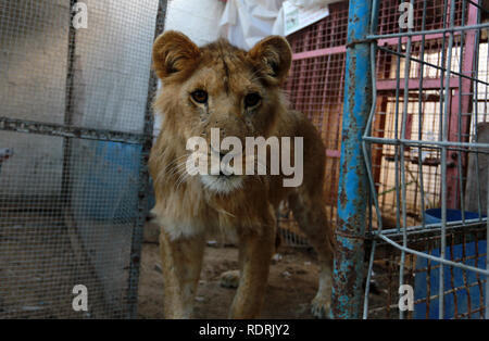 Gaza und die Palästinensischen Gebiete. Jan, 2019 18. Löwen in den Käfig im Zoo im Flüchtlingslager Rafah, im südlichen Gazastreifen, am 18. Januar 2019. Fathi Jomaa, ein Zoo Besitzer sagte, dass vier Löwinnen aus der Kälte Sturm Wetter starb im kleinen Zoo. Abed Rahim Khatib/Erwachen/Alamy leben Nachrichten Stockfoto