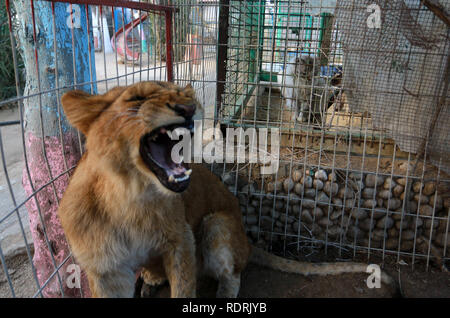 Gaza und die Palästinensischen Gebiete. Jan, 2019 18. Löwen in den Käfig im Zoo im Flüchtlingslager Rafah, im südlichen Gazastreifen, am 18. Januar 2019. Fathi Jomaa, ein Zoo Besitzer sagte, dass vier Löwinnen aus der Kälte Sturm Wetter starb im kleinen Zoo. Abed Rahim Khatib/Erwachen/Alamy leben Nachrichten Stockfoto