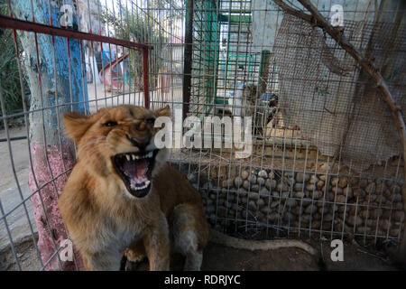 Gaza und die Palästinensischen Gebiete. Jan, 2019 18. Löwen in den Käfig im Zoo im Flüchtlingslager Rafah, im südlichen Gazastreifen, am 18. Januar 2019. Fathi Jomaa, ein Zoo Besitzer sagte, dass vier Löwinnen aus der Kälte Sturm Wetter starb im kleinen Zoo. Abed Rahim Khatib/Erwachen/Alamy leben Nachrichten Stockfoto