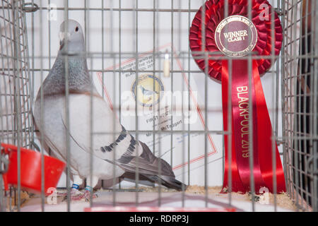 Blackpool, Lancashire. UK 19 Jan, 2019. Klasse Sieger am britischen Homing Pigeon zeigen. Die jährlichen Racing Pigeon show wird an der Wintergärten Ausstellungshalle dieses Wochenende statt. Die größte Versammlung der Taubenzüchter in Großbritannien erfolgt im Januar mit bis zu 10.000 Taubenzüchter über die zweitägige Veranstaltung. Credit: MediaWorldImages/AlamyLiveNews Credit: MediaWorldImages/AlamyLiveNews Stockfoto