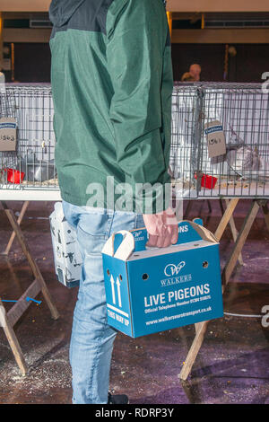 Blackpool, Lancashire. UK 19 Jan, 2019. Britische Homing Pigeon zeigen. Die jährlichen Racing Pigeon show wird an der Wintergärten Ausstellungshalle dieses Wochenende statt. Die größte Versammlung der Taubenzüchter in Großbritannien erfolgt im Januar mit bis zu 10.000 Taubenzüchter über die zweitägige Veranstaltung. Credit: MediaWorldImages/AlamyLiveNews Credit: MediaWorldImages/AlamyLiveNews Stockfoto