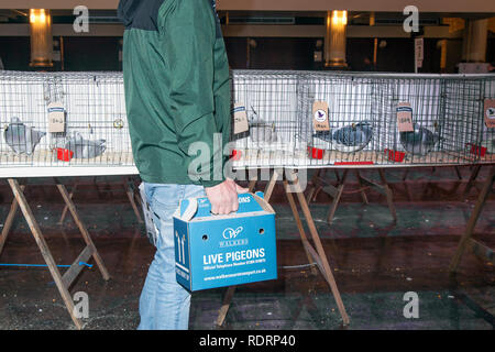 Blackpool, Lancashire. UK 19 Jan, 2019. Britische Homing Pigeon zeigen. Die jährlichen Racing Pigeon show wird an der Wintergärten Ausstellungshalle dieses Wochenende statt. Die größte Versammlung der Taubenzüchter in Großbritannien erfolgt im Januar mit bis zu 10.000 Taubenzüchter über die zweitägige Veranstaltung. Credit: MediaWorldImages/AlamyLiveNews Credit: MediaWorldImages/AlamyLiveNews Stockfoto