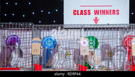 Blackpool, Lancashire. UK 19 Jan, 2019. Klasse Sieger bei den britischen Homing Pigeon zeigen. Die jährlichen Racing Pigeon show wird an der Wintergärten Ausstellungshalle dieses Wochenende statt. Die größte Versammlung der Taubenzüchter in Großbritannien erfolgt im Januar mit bis zu 10.000 Taubenzüchter über die zweitägige Veranstaltung. Credit: MediaWorldImages/AlamyLiveNews Credit: MediaWorldImages/AlamyLiveNews Stockfoto