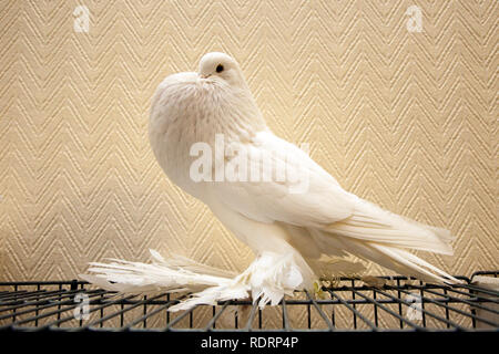 Blackpool, Lancashire. UK 19 Jan, 2019. Pomeranian fancy Taube am britischen Homing Pigeon zeigen. Die jährlichen Racing Pigeon show wird an der Wintergärten Ausstellungshalle dieses Wochenende statt. Die größte Versammlung der Taubenzüchter in Großbritannien erfolgt im Januar mit bis zu 10.000 Taubenzüchter über die zweitägige Veranstaltung. Credit: MediaWorldImages/AlamyLiveNews Stockfoto